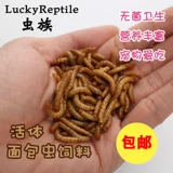 Ячменный червя в прямом эфире Барл Бедный хлеб, хрустальный червь, живые колеса, Золотая Коулона Торар, Торрентал вокруг рыбной рыбы