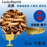 Ячменный червя в прямом эфире Барл Бедный хлеб, хрустальный червь, живые колеса, Золотая Коулона Торар, Торрентал вокруг рыбной рыбы