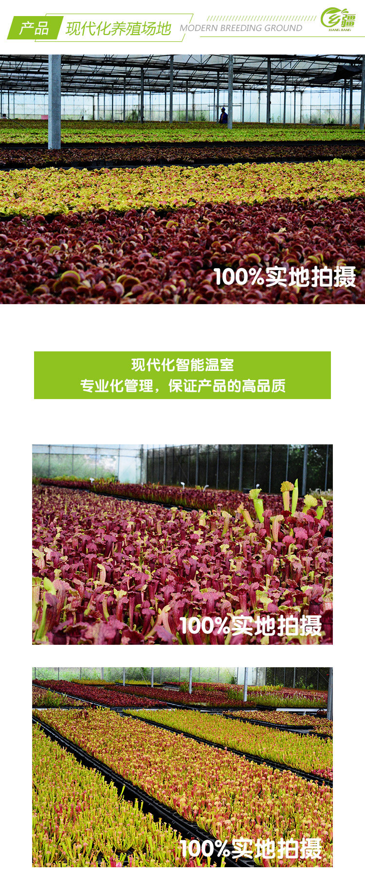 насекомоядное растение 基地直销【g14捕蝇草大型品种】食虫植物猪笼草驱蚊草植物绿植
