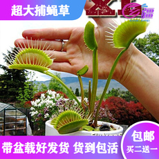 насекомоядное растение 基地直销【超大捕蝇草】食虫植物猪笼草驱蚊草多肉植物绿植盆栽