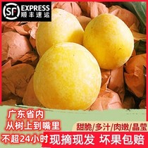 SF Express Guangdong Lechang Freshly Picked Golden Nails Selected Extra Large Fruits 10 Jin Gift Box Gift Seasonal Fruits