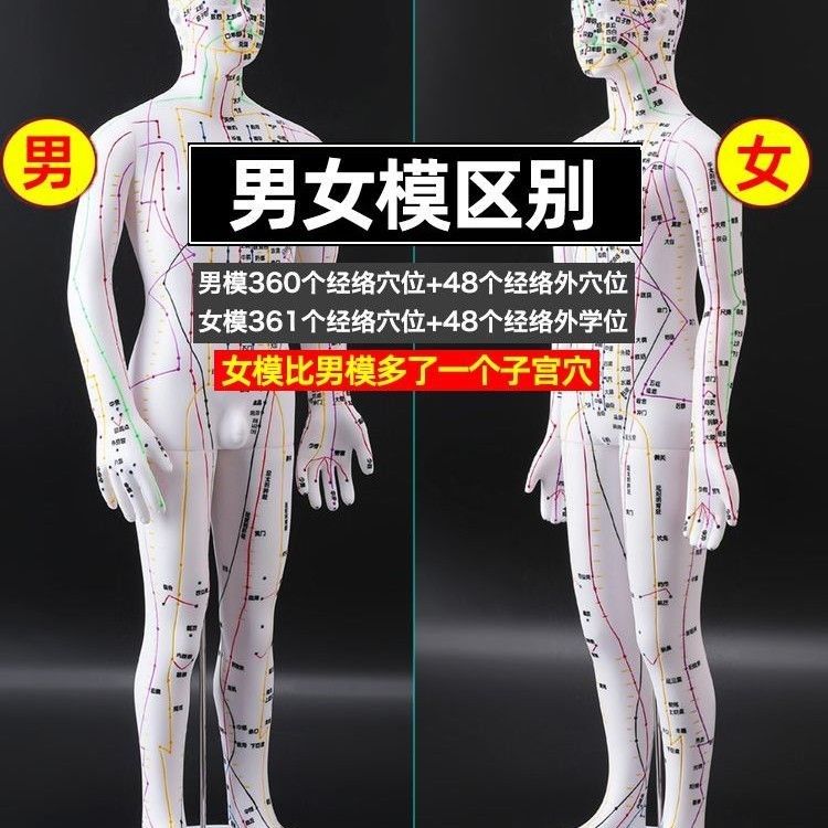 针灸穴位可扎针人体模型经络全身图小铜人模特大真人十二人形练习