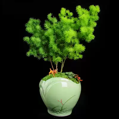 Penglai pine potted green plants, flowers and plants, desktop, pine bonsai plants, indoor flowers, Four Seasons, evergreen Zodiac Monkey Year
