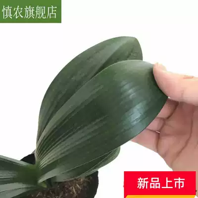 Changchun broad-leaf Clivia large-leaf potted round-headed monk blossoms for five years, large seedlings, indoor flowers, Evergreen