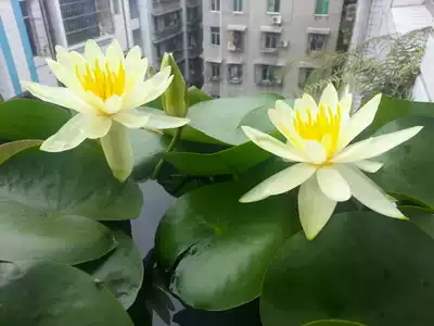 荷花迷你小蓮鑫根莖水培種子小睡植物碗蓮根塊水培水生水蓮花蓮花