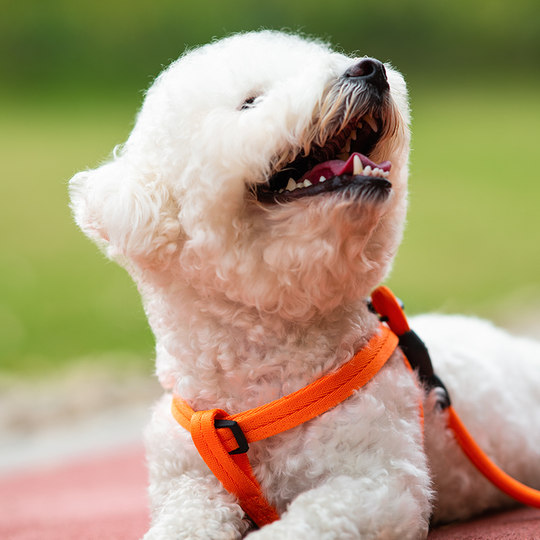 Dog leash, large, medium and small dog walking vest, dog chain, anti-breakaway pet collar, Teddy rope supplies