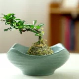 Мош мяч цветочный горшок, бамбуковая пор вода, подобная керамическому креативному фиолетовому песку китайский дзен дзен, оформление офиса бонсай