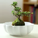 Мош мяч цветочный горшок, бамбуковая пор вода, подобная керамическому креативному фиолетовому песку китайский дзен дзен, оформление офиса бонсай