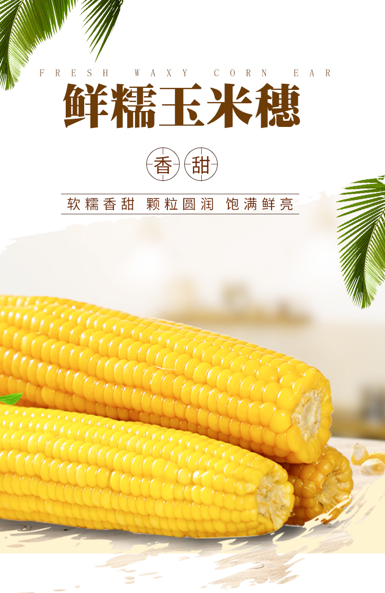 老农贡 山西非转基因有机甜糯玉米棒 10根共2200g真空装 双重优惠折后￥16.9包邮