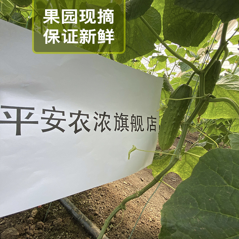 东北农家蔬菜新鲜应季水果黄瓜5斤