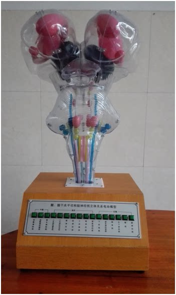 人脑脑干和脑神经核立体关系电动模型 脑干脑神经核电动模型