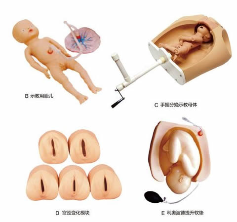 高级腹部触诊分娩机转综合模型 综合分娩演示模型