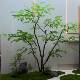 Artificial Green Maple Tree, Chicken Claw Maple Bonsai, Fake Tree Floor Decoration, Tea Room Indoor Green Plant Landscaping Decoration