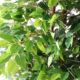 Artificial Plants, Simulated Banyan Trees, Green Plant Pots, Office and Hotel Landscape Fake Banyan Tree Ornaments, Potted Plants Wholesale