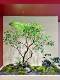 High-end simulation green maple tree landscape chicken feet maple dry landscape landscaping shopping mall teahouse window soft decoration fake tree fake plant