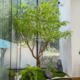 Simulated Green Maple Tree with Maple Leaves, Large Design Decorative Artificial Tree, Window Display Greenery, Indoor Artificial Plant Floor-Standing