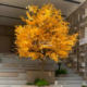 Large simulated ginkgo tree, golden wishing tree, autumn landscaping, artificial tree decoration, stage shooting, floor-to-ceiling window decorations