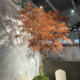Artificial Green Plants, Feather Maple, False Maple Tree, Landscape Tree, Window Display, Shopping Mall, Tea Room, Zen Plant Decoration
