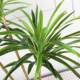 Nordic Large-Scale Artificial Dragon Blood Tree Green Plant Fake Tree Potted Plant Floor Plant Millennium Wood Living Room Decoration