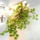 Wall-Mounted Artificial Green Plants, Green Maple Tree, Red Maple Tree, Hanging Maple Leaf Tree, Wall-Mounted Side Hanging Wall Decoration Artificial Tree