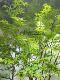 Artificial Maple Tree with Maple Leaves, Fake Tree for Window Display, Large Indoor Design Decoration, Nordic Style Green Plant, Green Maple