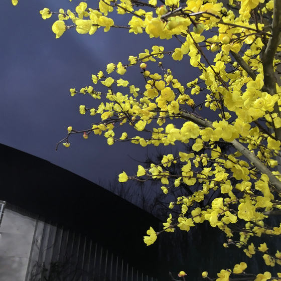 Artificial Yellow Wintersweet Tree, Plum Blossom Branch Chinese-Style Decoration for Shopping Malls, Hotels, Living Rooms, Large Floor-Standing Wishing Tree for Landscaping