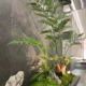Artificial Golden Fern Potted Plant with Zen-Inspired Landscaping, Floor-Standing Monkey Head Fern Bonsai, Indoor Decoration, Faux Tree, Artificial Green Plant
