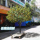 Artificial Osmanthus Tree for Mid-Autumn Festival, Golden Osmanthus Indoor Decoration, Large Tree for Shopping Mall Festival Activities, Floor-Standing Ornament