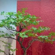 Artificial Green Maple Tree, Chicken Claw Maple Bonsai, Fake Tree Floor Decoration, Tea Room Indoor Green Plant Landscaping Decoration