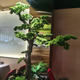 Artificial Welcoming Pine Tree in New Chinese Style, Floor-Standing Ornament for Entrance and Courtyard, Pine Tree and Arborvitae Design, Landscape-Style Solid Wood Fake Tree
