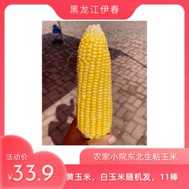 Heilongjiang Yichun own yard sticky sweet corn a 10 stick yellow flower random hair