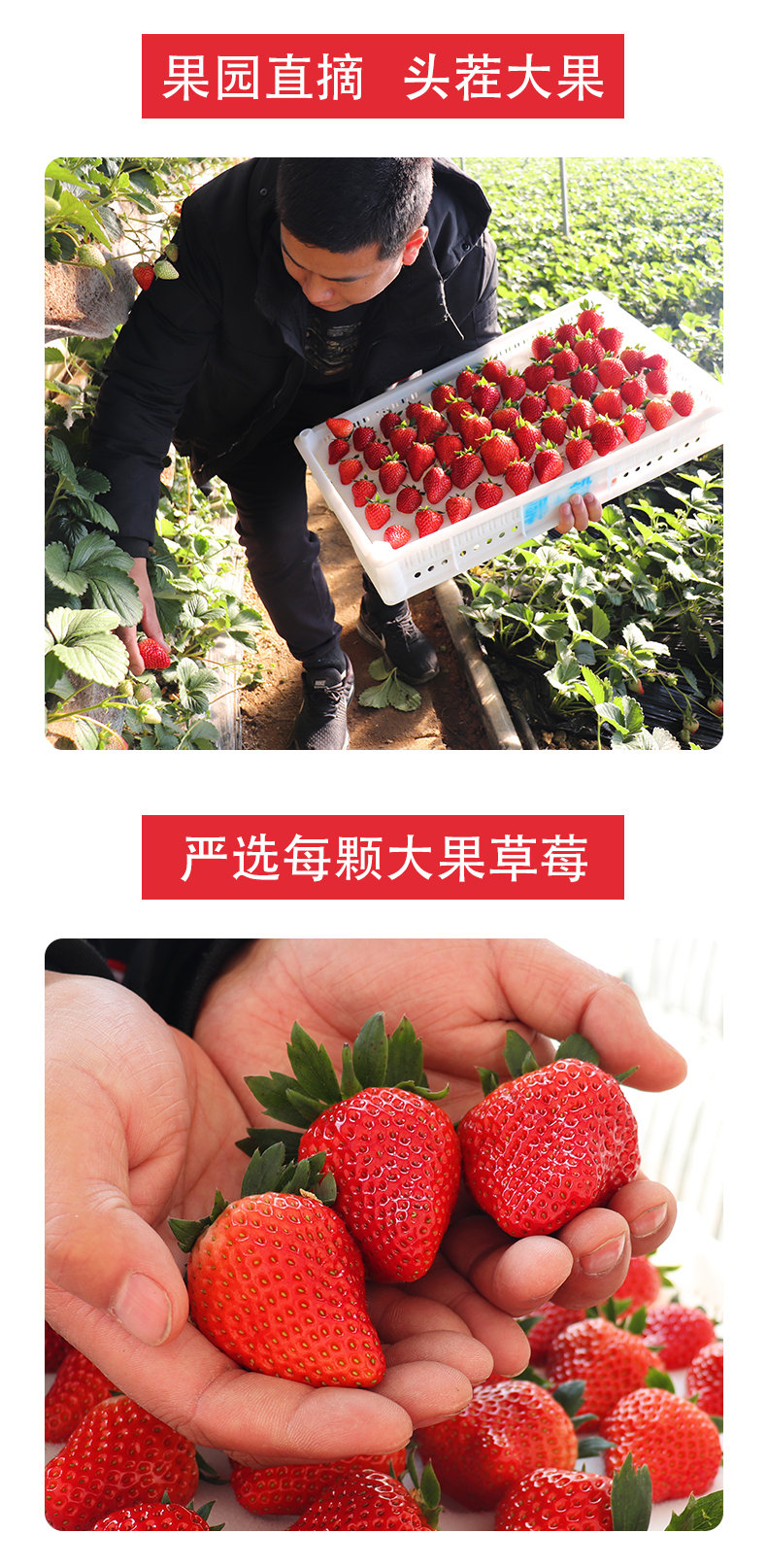 丹东东港 99红颜奶油草莓 3斤 图6