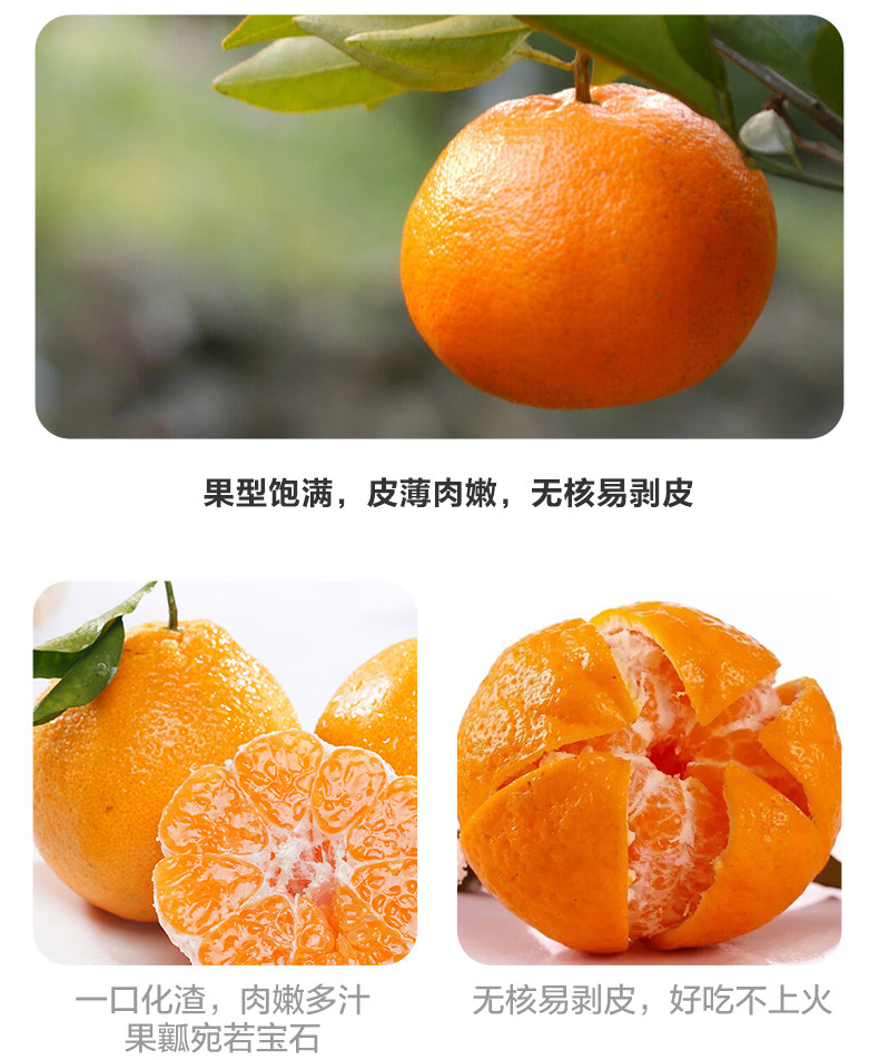 Sichuan Spring Chaoji Mandarin_03.jpg