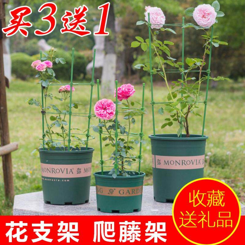 園藝花支柱文竹爬藤架子棚架桿粗細綠鐵線植物攀爬支架金錢樹陽