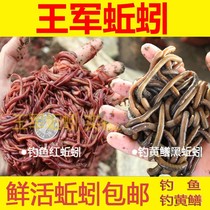 Earthworms Live Bait Alive Bulk Box Loaded Black Red Earthworms 1 Catty Live Fishing Bait Red Worm Seed Fry Royal Bait Fish Bait
