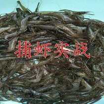 Shrimp drug catching shrimp spirits Shrimp Potion Shrimp Drops River Shrimp Shrimp Ashore Ashore Hypoxic Water Teething Small Drug Catching Shrimp Medicine