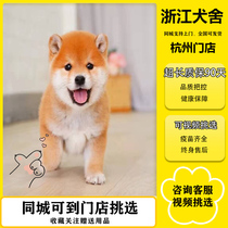 Chiots Shiba Inu de race pure Aka Shiba Inu Chiots Shiba Inu aux haricots noirs Chiots Shiba Inu japonais Entraînement en direct pour chiens de petite et moyenne taille