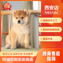 Chai Dog Puppies Pure Breed Red Black Firewood Bean Chai Double Lineage Pet Dog Dog Dog Small Body Type Pet Training