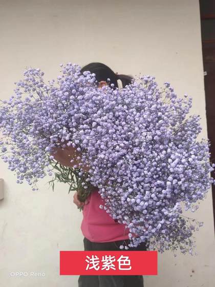 Gypsophila flowers semi-dried delivery real flowers white fresh delivery Valentine's Day super large bouquet blessing living room viewing