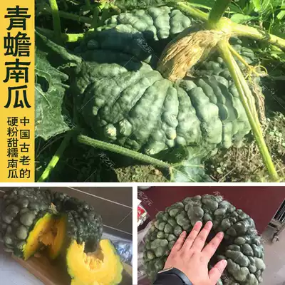 Green toad pumpkin seedlings pimples pumpkin ancient pumpkin taste very good vegetable garden picking sightseeing garden viewing