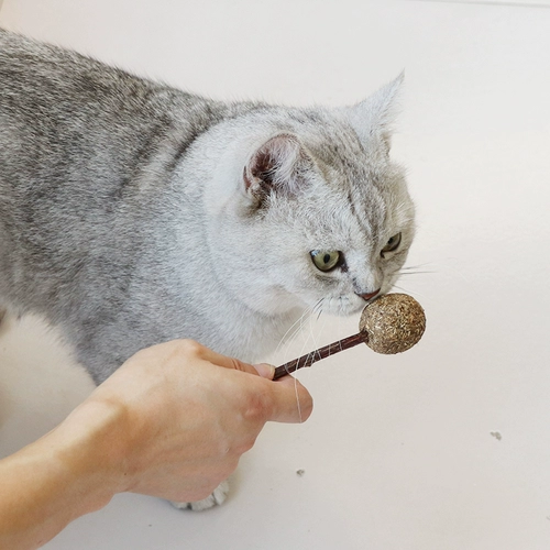 Кошачья закуска кошачья мят с леденцом для палочки с палочкой кошачьего моляра молярные очищающие зубы, деревянные поставки игрушек с кошачьей кошкой для крикета