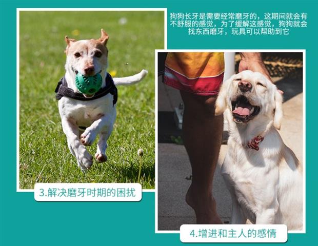Vocal dog đồ chơi sang trọng teddy lông vàng chó lớn và trung bình chó VIP chó con cắn răng mèo cung cấp vật nuôi - Mèo / Chó Đồ chơi đồ chơi của mèo