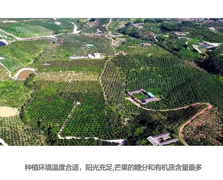 百果园直发 云南凯特芒果 5斤 单果400g+ 图3
