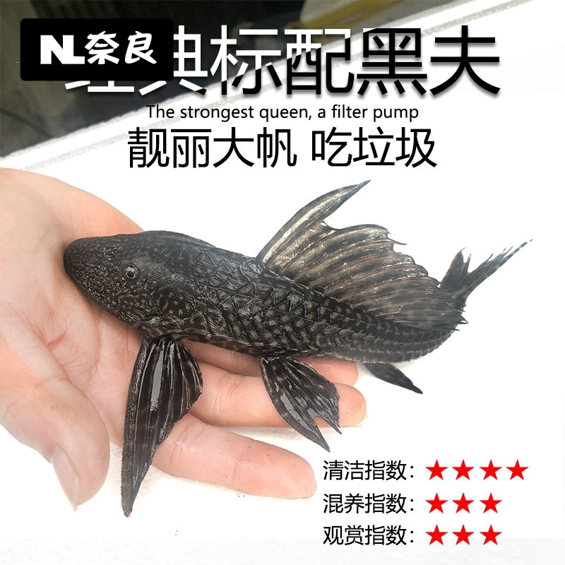  ¥ ¥ clear Living Fish Tank Trash Cleaning Tool Fish Fry Good Breeder With Vat Ornamental Fish Plan