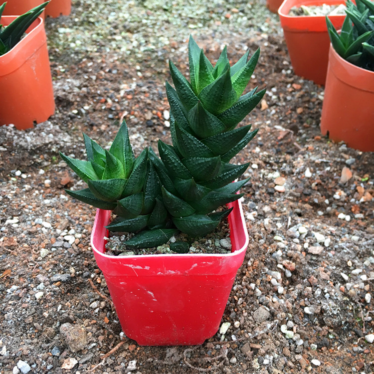 Succulent Live Plant Aloe Arborescens Mill.10cm Garden