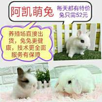 Pet Small Body Type Rabbit Panda Dooch Coeared Rabbit Cockatoo Dwarf Mini Tea Cup Rabbit Cat Cat Rabbit