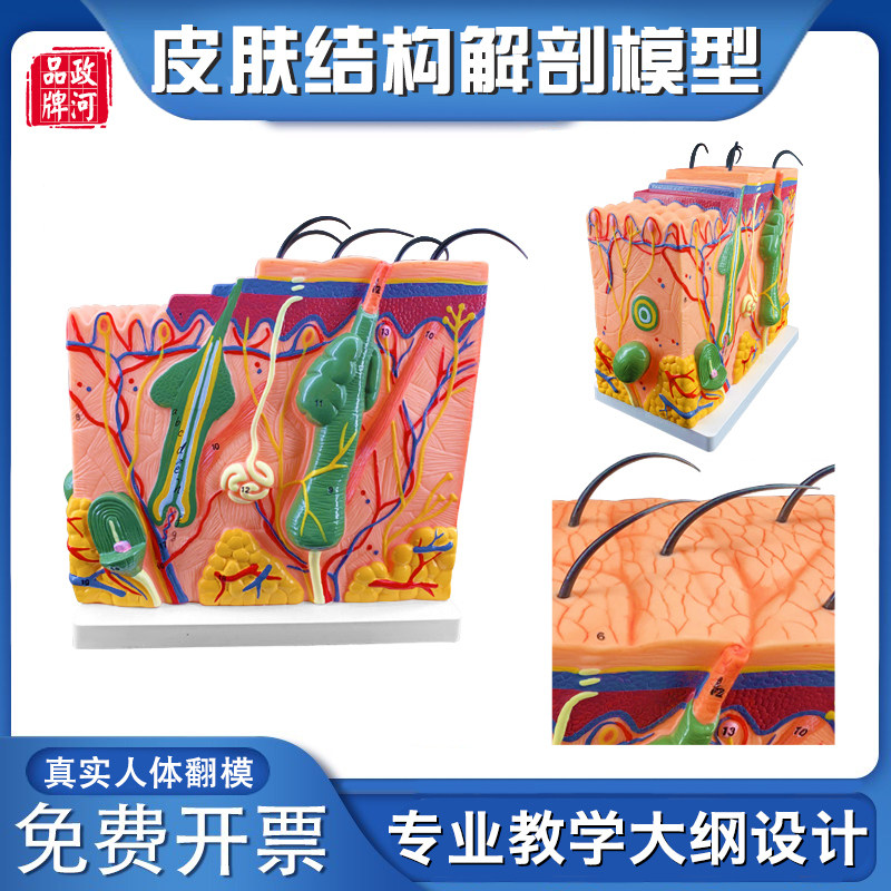 皮肤结构层次放大解剖模型微整形缝合注射模块医院学校用练习教学