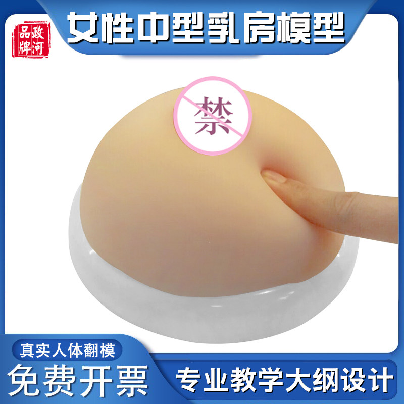 乳房模型医院用催乳师教学培训教具硅胶中型女性乳房模型胸部护理