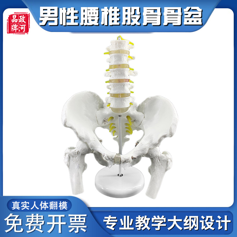 优质骨盆模型附五节腰椎股骨脊柱盆骨模型人体骨骼模型腰椎模具