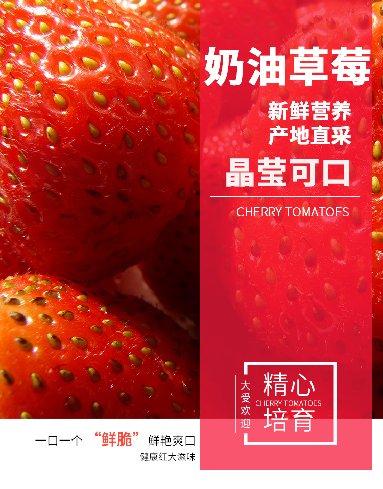 现摘现发奶油草莓 4斤 图1